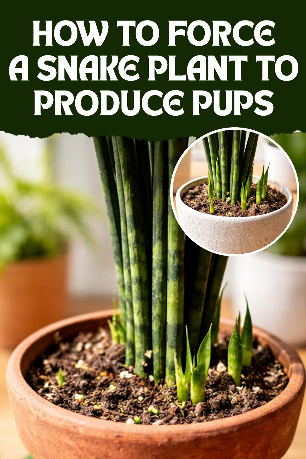 How to Force a Snake Plant to Produce Pups