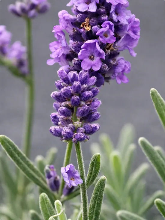 Reasons To Plant Lavender Near Your Patio