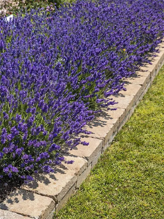Reasons To Plant Lavender Near Your Patio