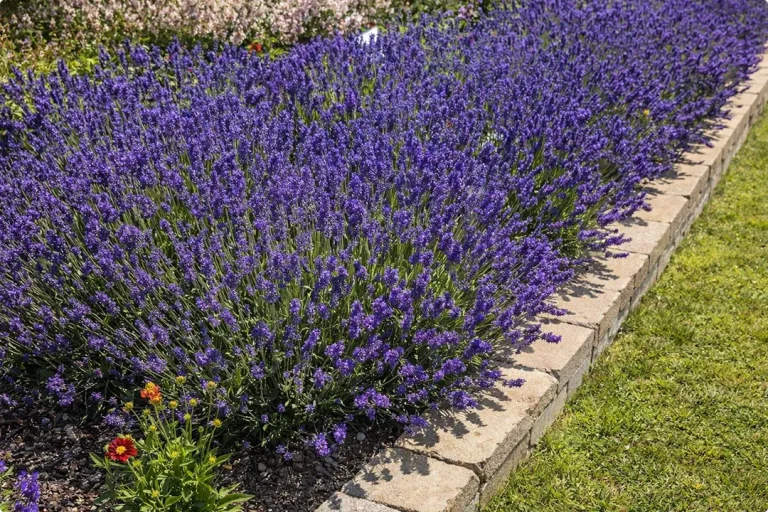 Reasons To Plant Lavender Near Your Patio