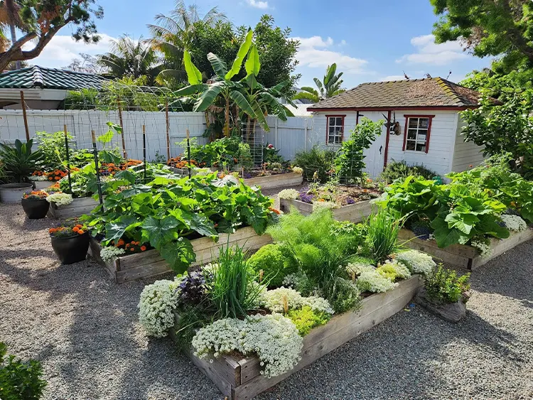 No Grass Front Yard Ideas
