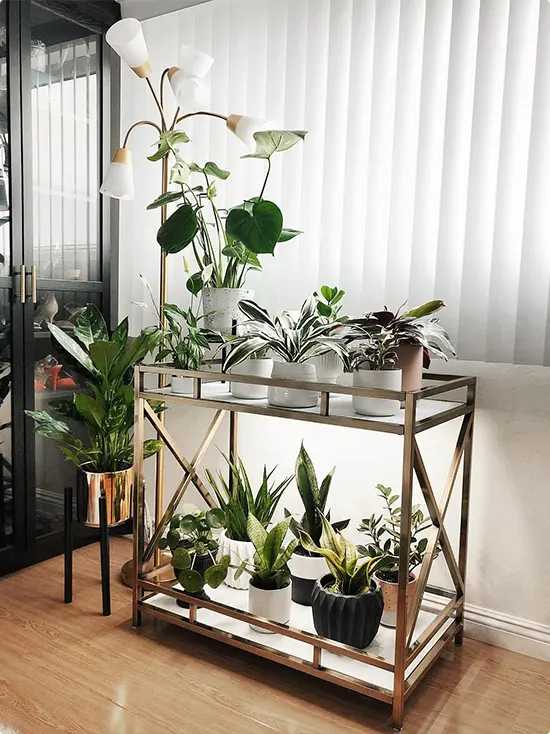 How to Decorate With Plants
