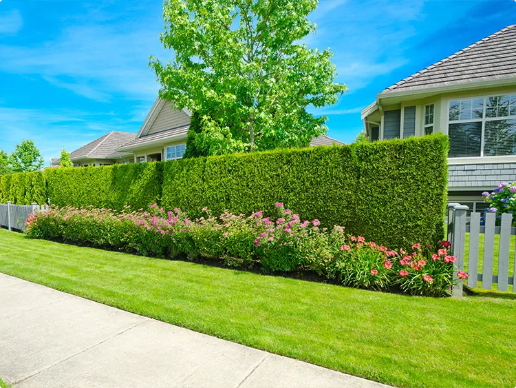 Hedge Landscaping Ideas