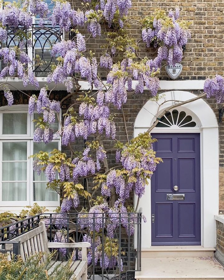 Purple Front Door Ideas